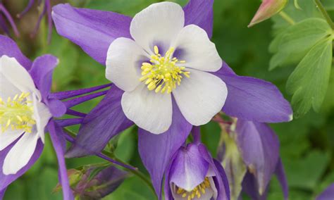 colorado springs flowers